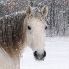 лоша