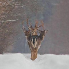 Мем