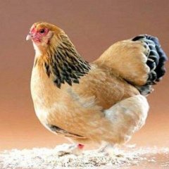 наивная курица