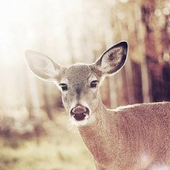 Наивная Олениха