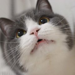 нет коам гомосекам