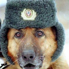 Собака военый
