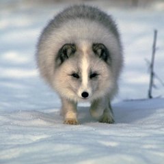 ааа