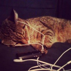 без кота