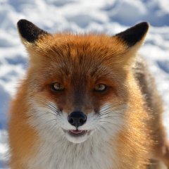 Хитрожопая лиса