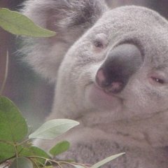 коала