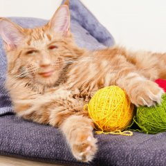кошка1