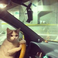 кот предупреждал