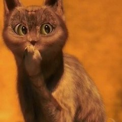 кот