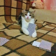 кот