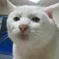 кот