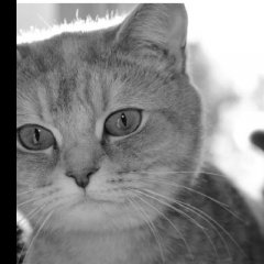 кот