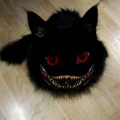 кот