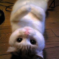 Котик