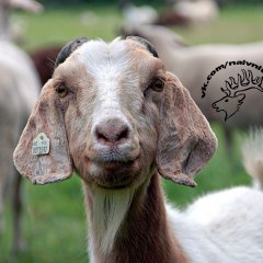  Наивная овца