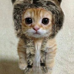покайся