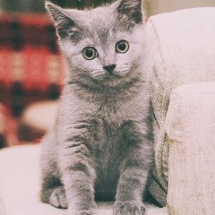 про диму