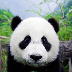 Sad panda
