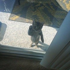  Котэ за дверью