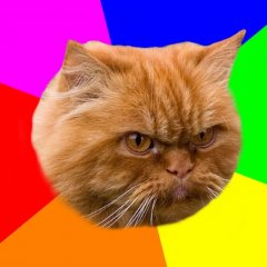 Гневный котан