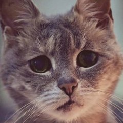 Грустный котик