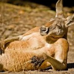 kangaroo