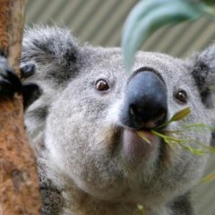 Коала
