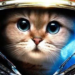 кот педрила старкрафт