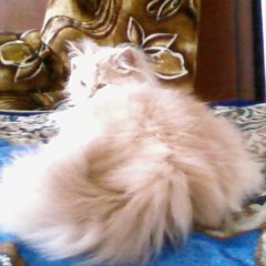 КОТАН