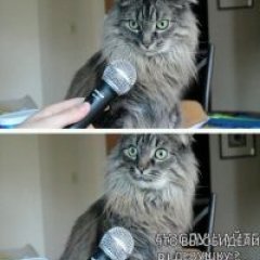 котейка в раздумьях
