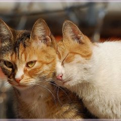 коты
