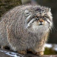Кыл