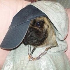 мопс