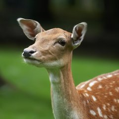 Наивная лань