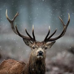 Наивный олень