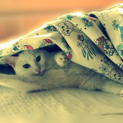 спокойной ночи