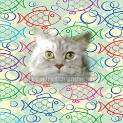 типичный кот