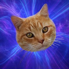 Типичный Кот