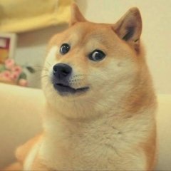 DOGE