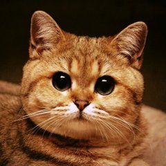 fff