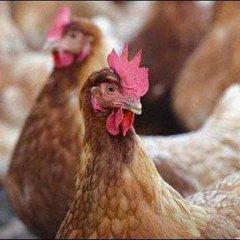 флэшмоб