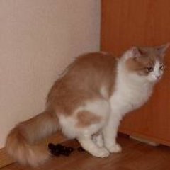 кошка срет