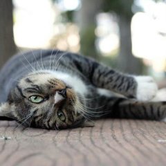 кот 24