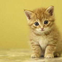 коть
