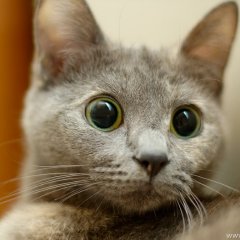 кот