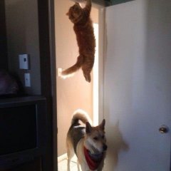 кот