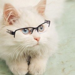 кот