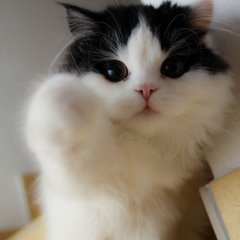 котэ любит тебя