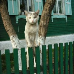 котэ