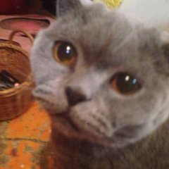 котэ